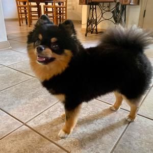 Meet your Posher, Veeda